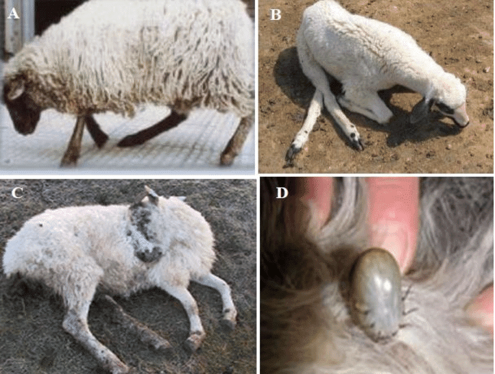 Ovine Encephalitis in Sheep