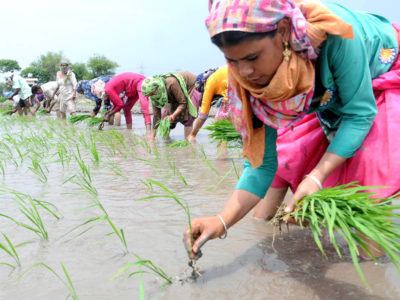 Paddy Plantation