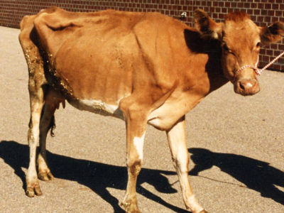 Paratuberculosis Disease