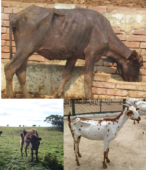 Paratuberculosis Disease in Cattle