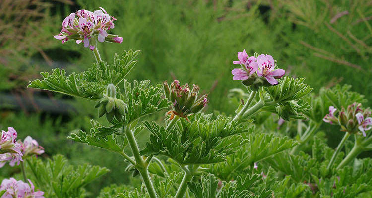 Pelargonium Graveolens Cultivation