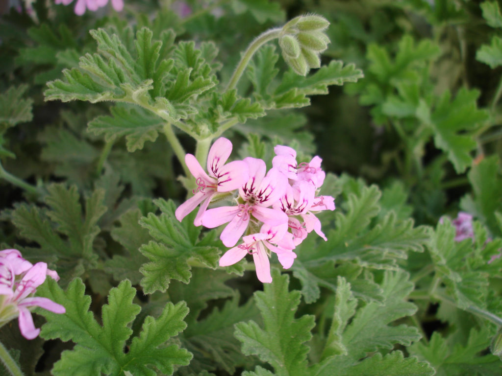 Pelargonium Graveolens Cultivation