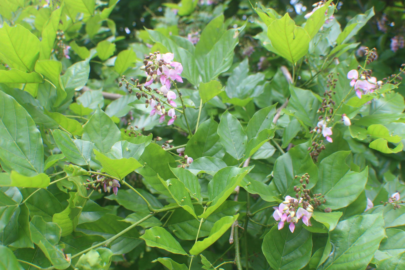 Pongamia Pinnata Uses