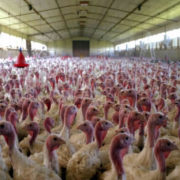 Poultry Farm