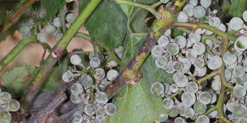 Powdery Mildew in Grapes