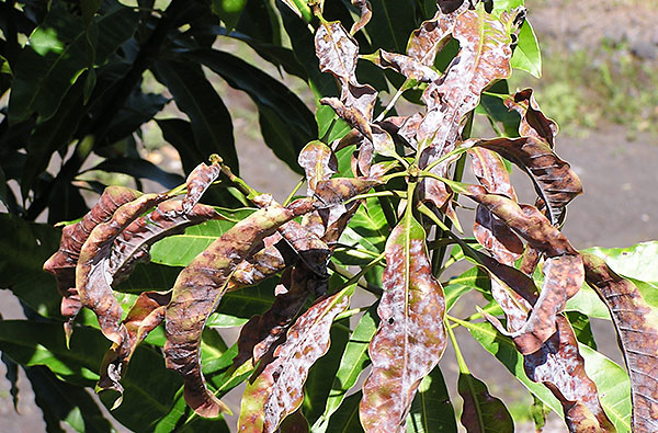 Powdery Mildew in Mango 