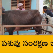 Pregnant Animal