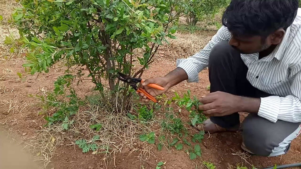 Pruning in Pomegranate