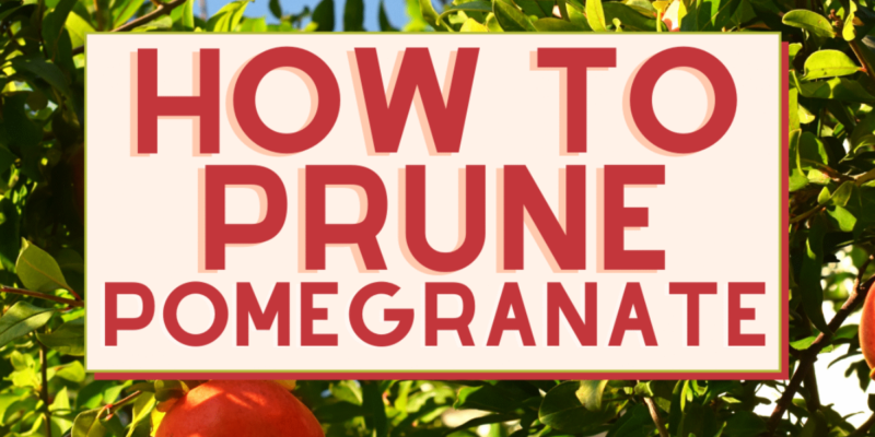 How to Prune Pomegranate