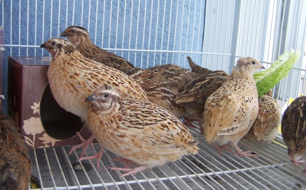 Quail Bird Rearing