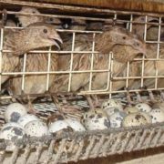 Quail Bird