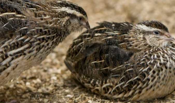 Quail Bird