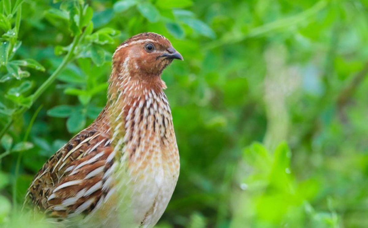 Quail Rearing