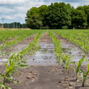 Rainfall Impact on Crops