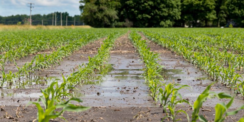 Rainfall Impact on Crops