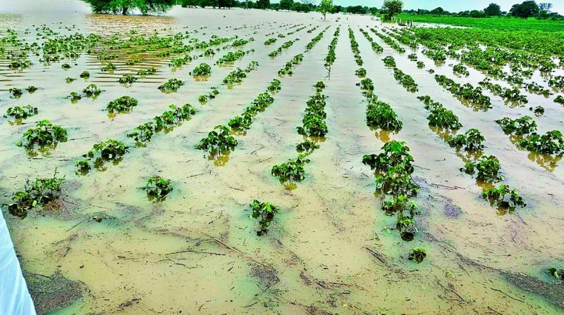 Rainfall Impact on Crops