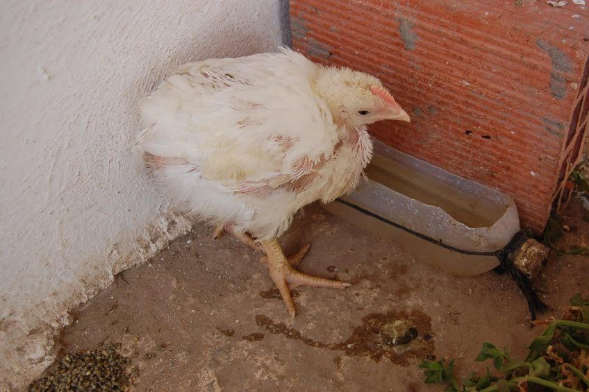 Ranikhet Disease in Poultry