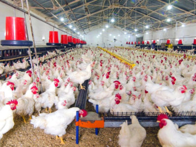 Record Keeping in Poultry