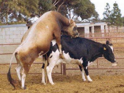 Reproductive System in Dairy Cattle