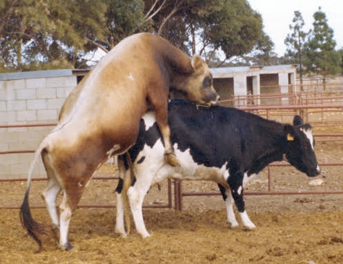 Reproductive System in Dairy Cattle