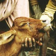 Rinderpest Disease