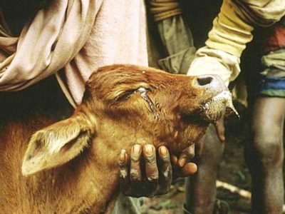 Rinderpest Disease