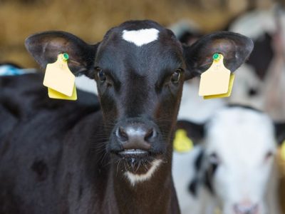 Salmonellosis Disease