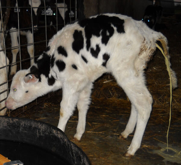 Salmonellosis Disease in Cattle