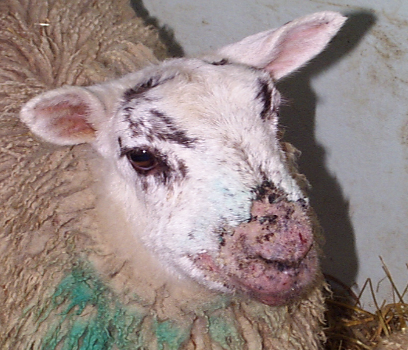 sheep-pox-disease