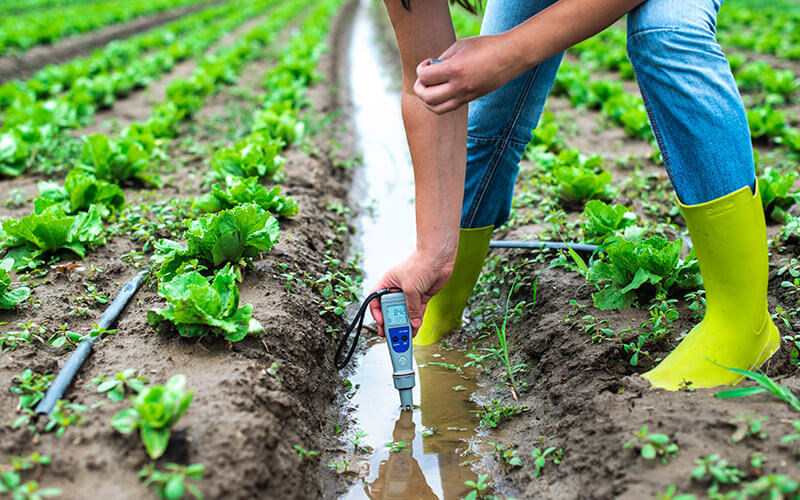 Soil and Irrigation Water Tests