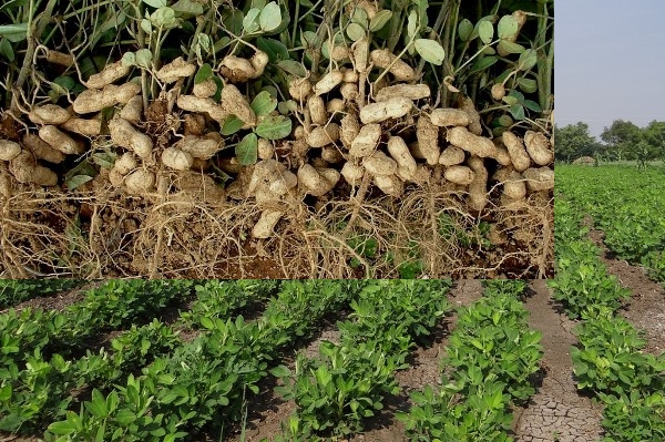 Soils For Groundnut Cultivation