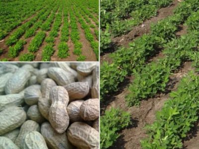 Groundnut Cultivation