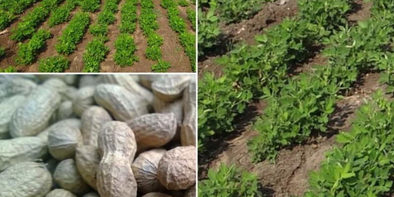 Groundnut Cultivation