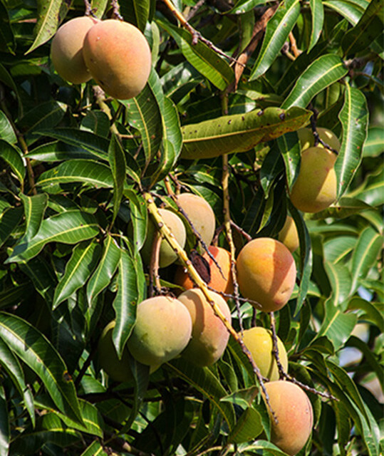 Special Measures for Mango Cultivation