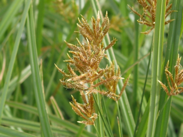 Sugarcane Weed Management