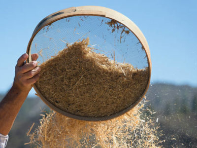 Threshing Process