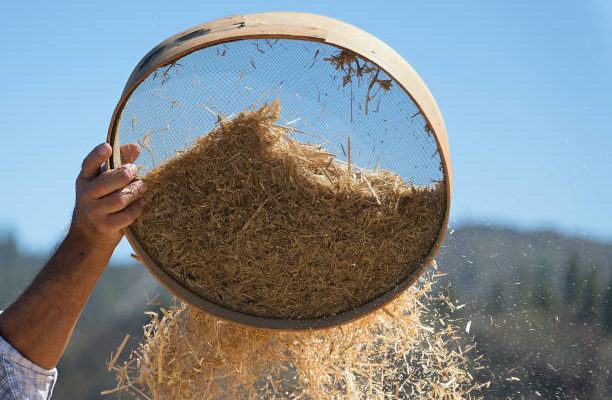 Threshing Process