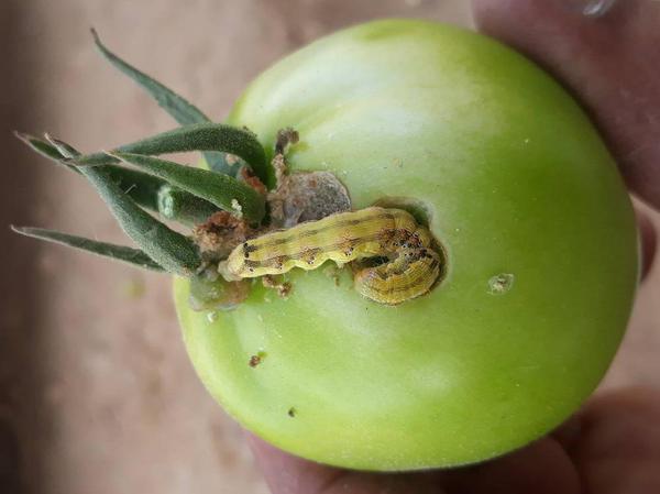 Tomato Diseases