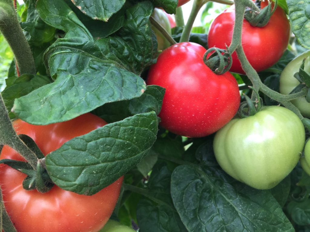 Tomato Integrated Plant Protection