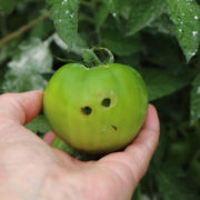 Tomato Pests