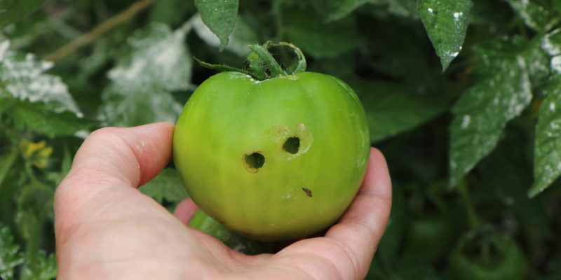 Tomato Pests