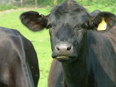 Tuberculosis Disease in Cattle
