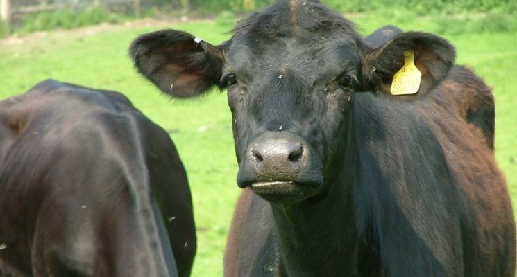 Tuberculosis Disease in Cattle