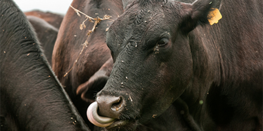 Tuberculosis Disease in Cattle