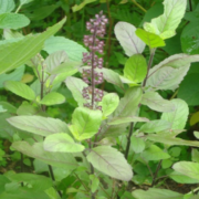 Tulasi