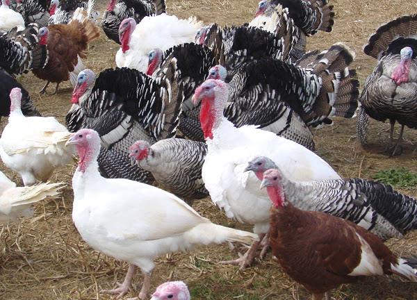 Turkey Poultry Farming