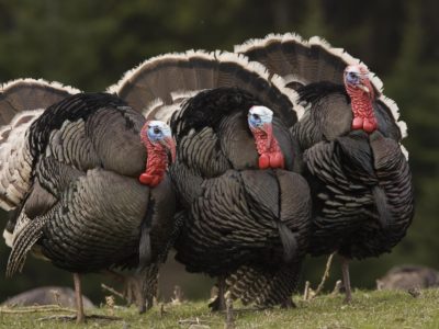 Turkey Farming