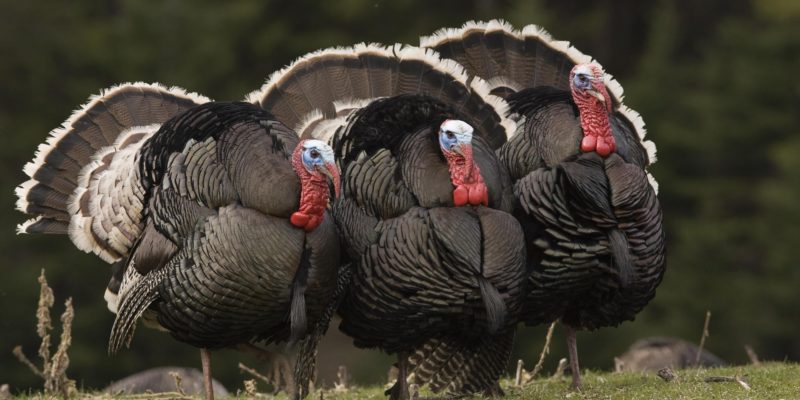 Turkey Farming