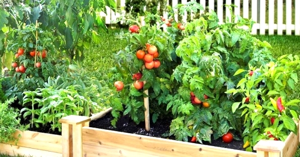 Vegetable Nursery Preparation