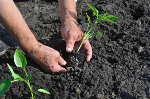 Vegetable Nursery Preparation